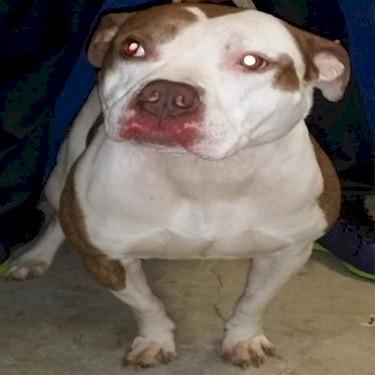Bully Girl 101s Rocco The Don front Pit Bull.jpg